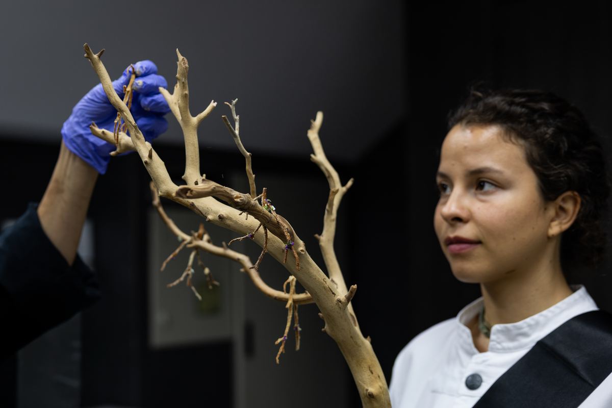 Preparing the Enchanted Forest branches in the kitchen