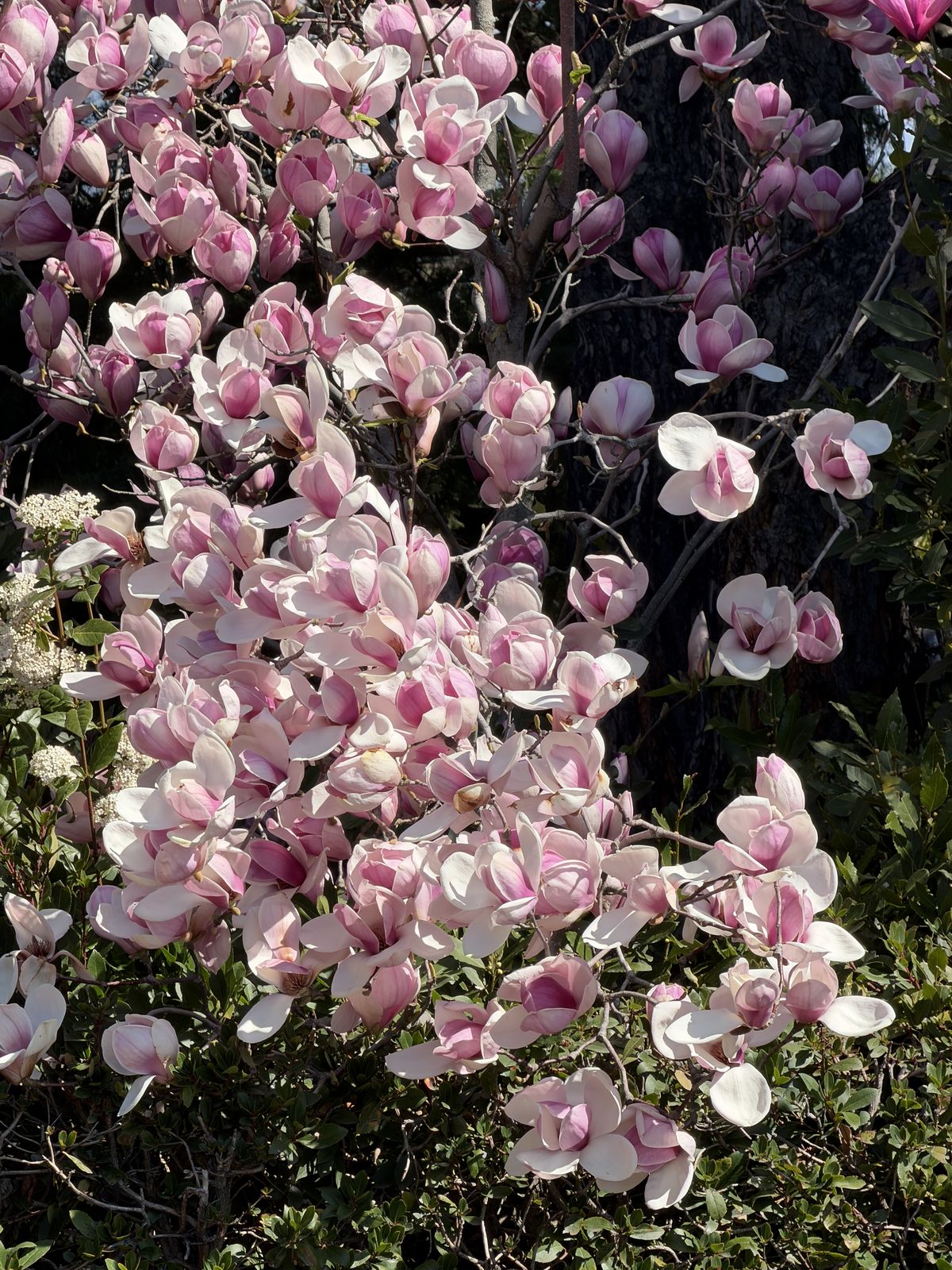 Bougainvillea in bloom in the gardens at Finca Miravalle